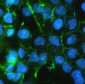 Anti-beta Catenin CTNNB1 Antibody Picoband™ (monoclonal, 1F6)